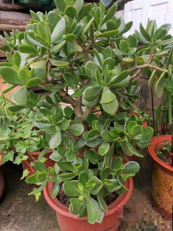 3种花喜欢“穷养”，塞进小花盆、少浇水，才能越涨越旺