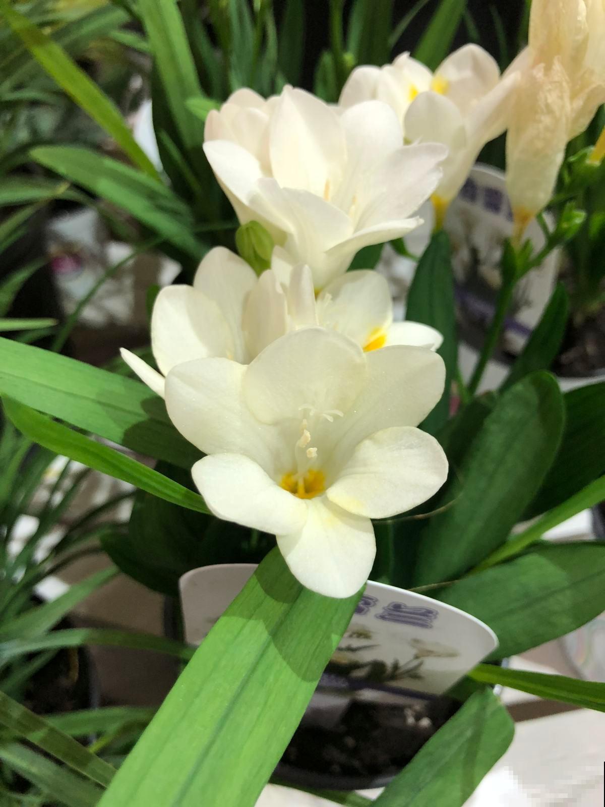 被称为客厅香薰的“香雪兰”,秋天种下冬天开,有格调的人都喜欢 被称为客厅香薰的“香雪兰”,秋天种下冬天开,有格调的人都喜欢