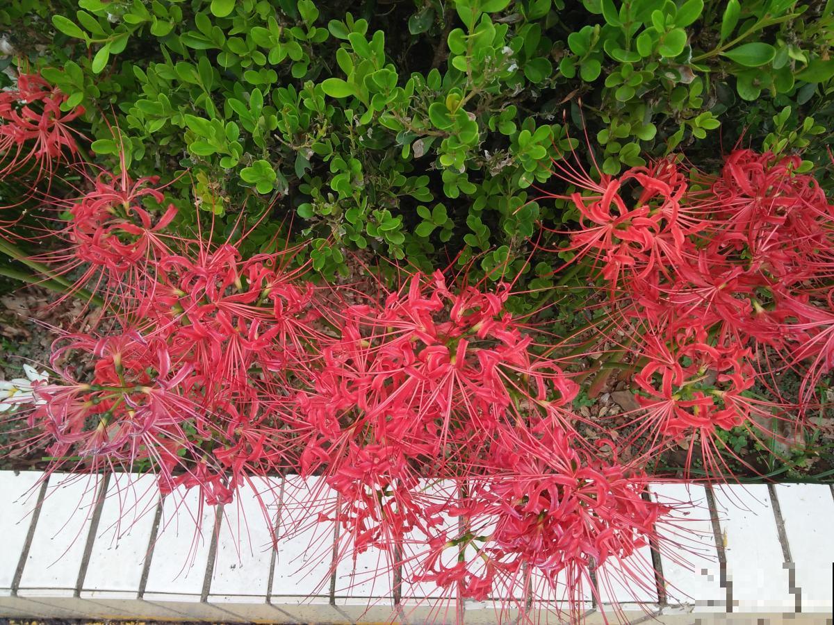 有“天仙颜值”的4种花，都有个“难听名字”，好多人都不敢养