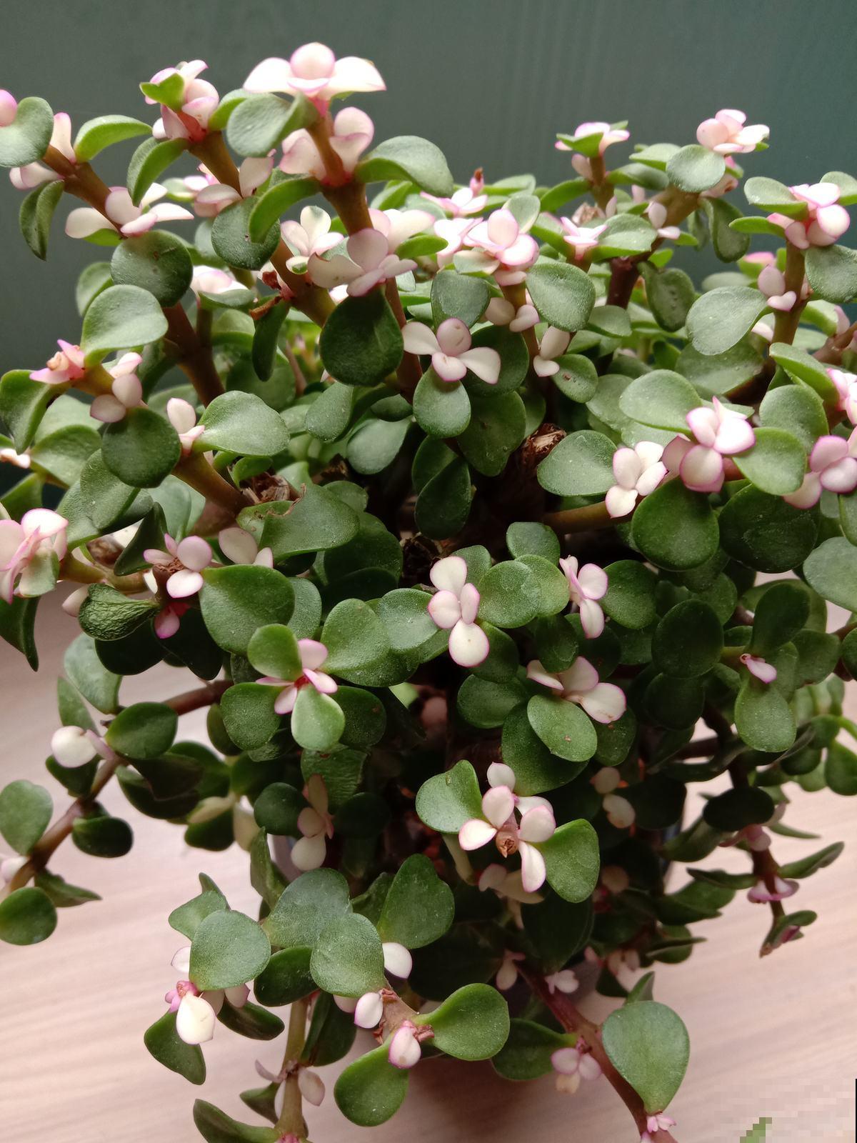 7种“富贵花”比人的寿命还长,养一盆在家里,成为传家宝 7种“富贵花”比人的寿命还长,养一盆在家里,成为传家宝