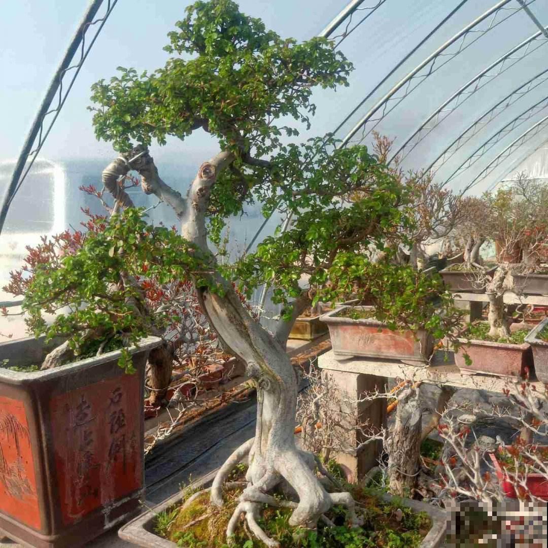 5种花,天生的高贵气质,做成盆景价值翻倍 5种花,天生的高贵气质,做成盆景价值翻倍