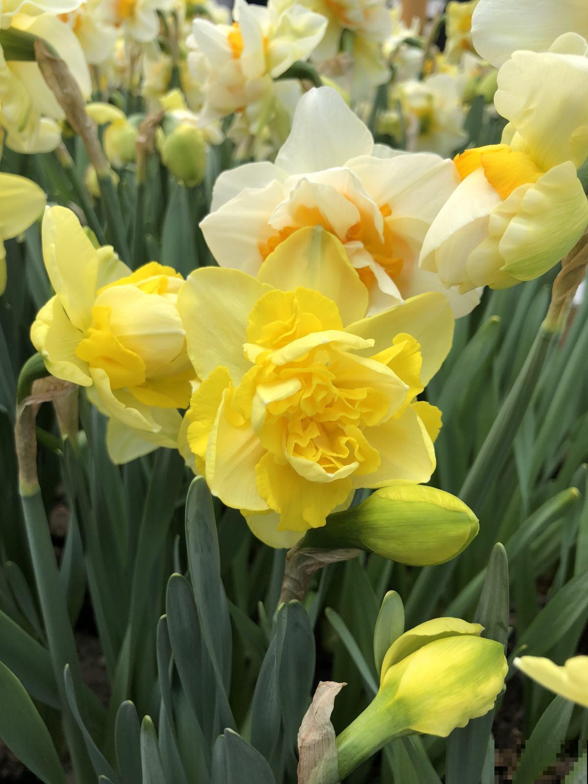 现在养5种“耐寒花”，冬天也能养，不耽误开花