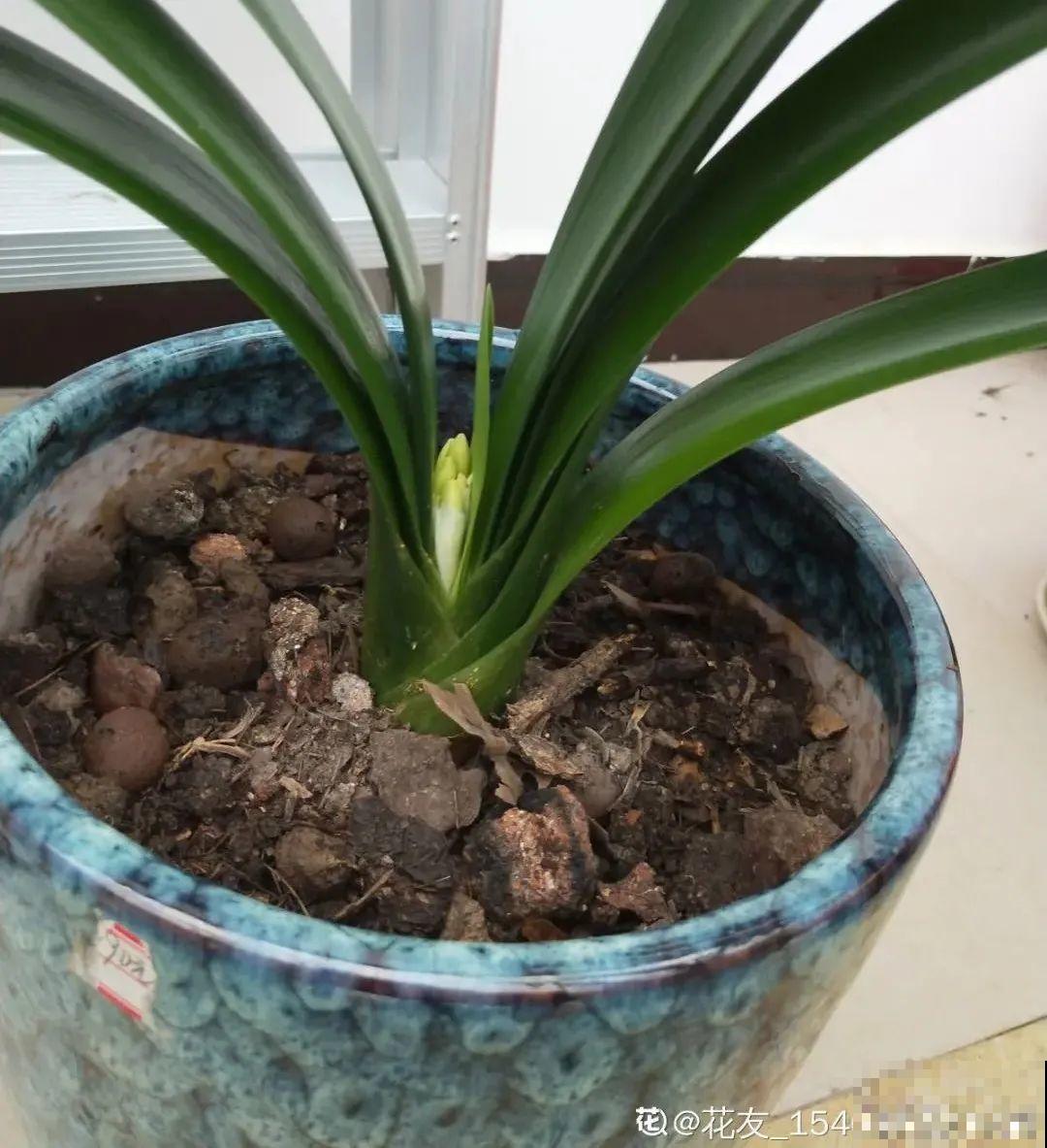 养君子兰就得学会6要点，叶子绿油亮，开花多又大