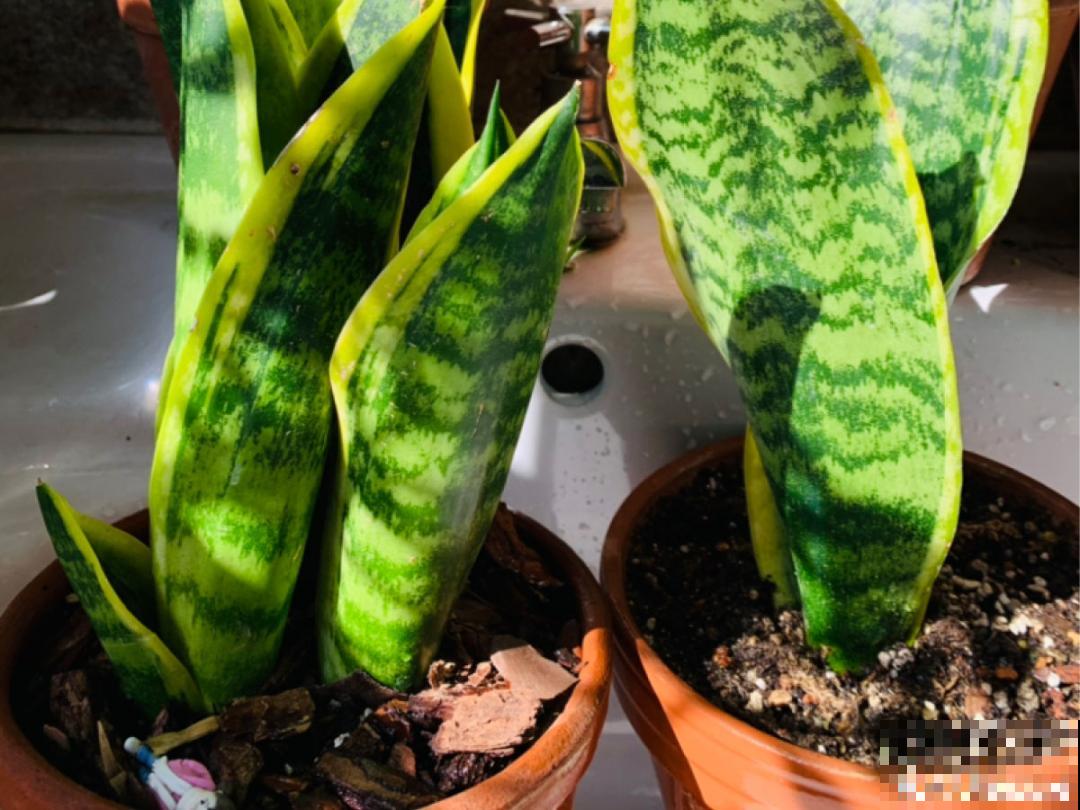 入秋一盆水,休眠的花“醒了”,猛长大花苞 入秋一盆水,休眠的花“醒了”,猛长大花苞