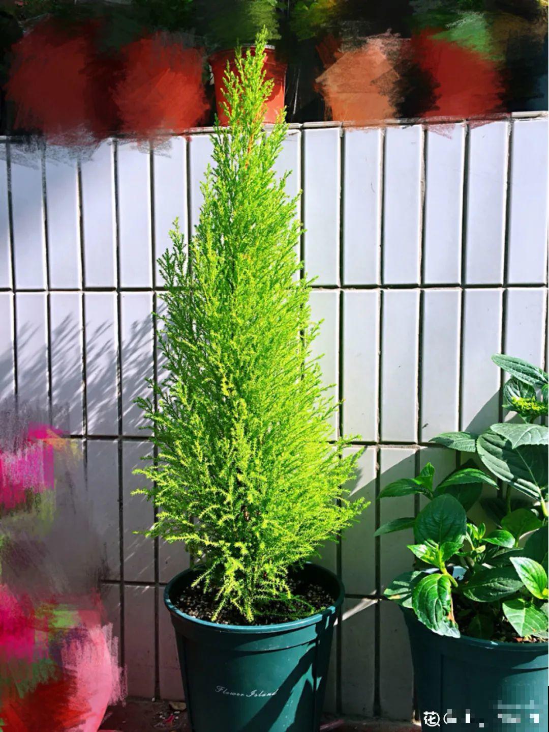 家里养一盆小香松,芬芳满室,满屋子都是高级香水味 家里养一盆小香松,芬芳满室,满屋子都是高级香水味