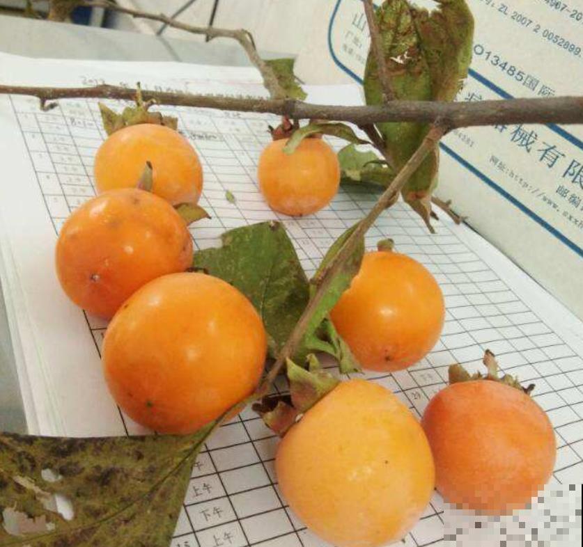 拥有一颗柿子树,满树挂满“小灯笼”,日子红火又吉祥 拥有一颗柿子树,满树挂满“小灯笼”,日子红火又吉祥