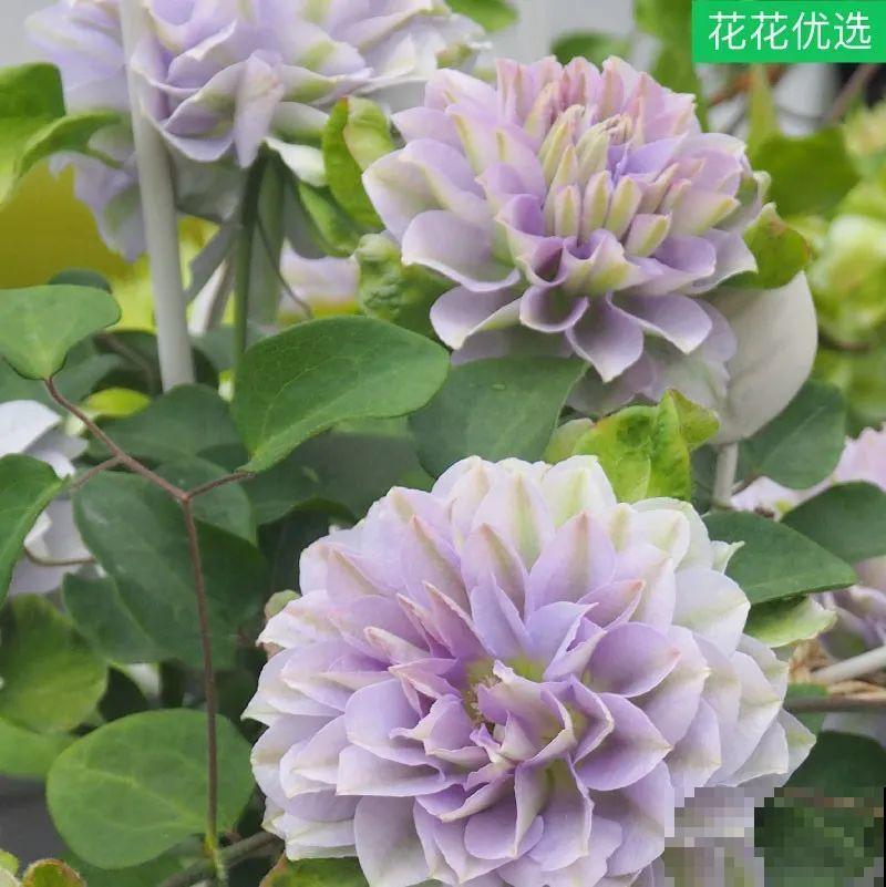 藤本植物的颜值王者,开花成瀑布,-20度冻不死! 藤本植物的颜值王者,开花成瀑布,-20度冻不死!