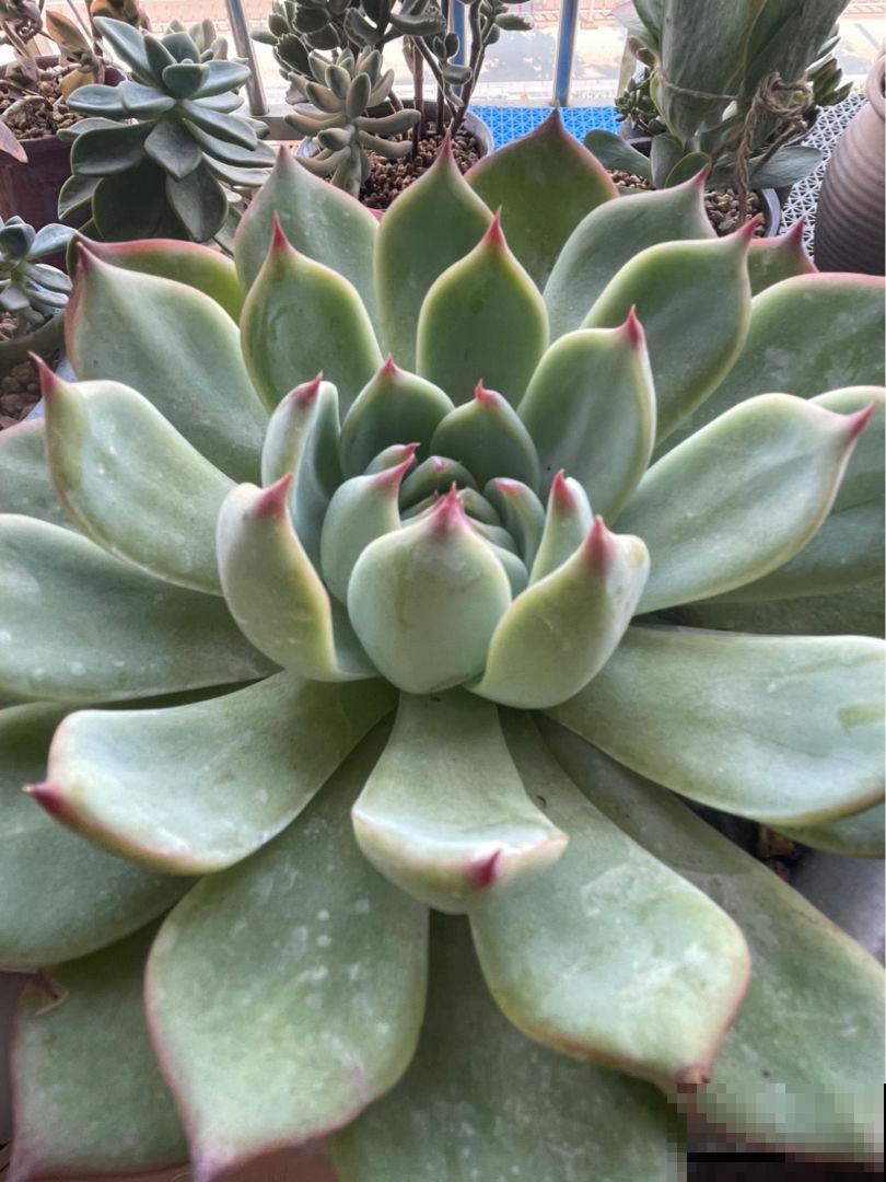 4种花不能淋雨，一淋就黑腐烂根，最后只剩个空盆