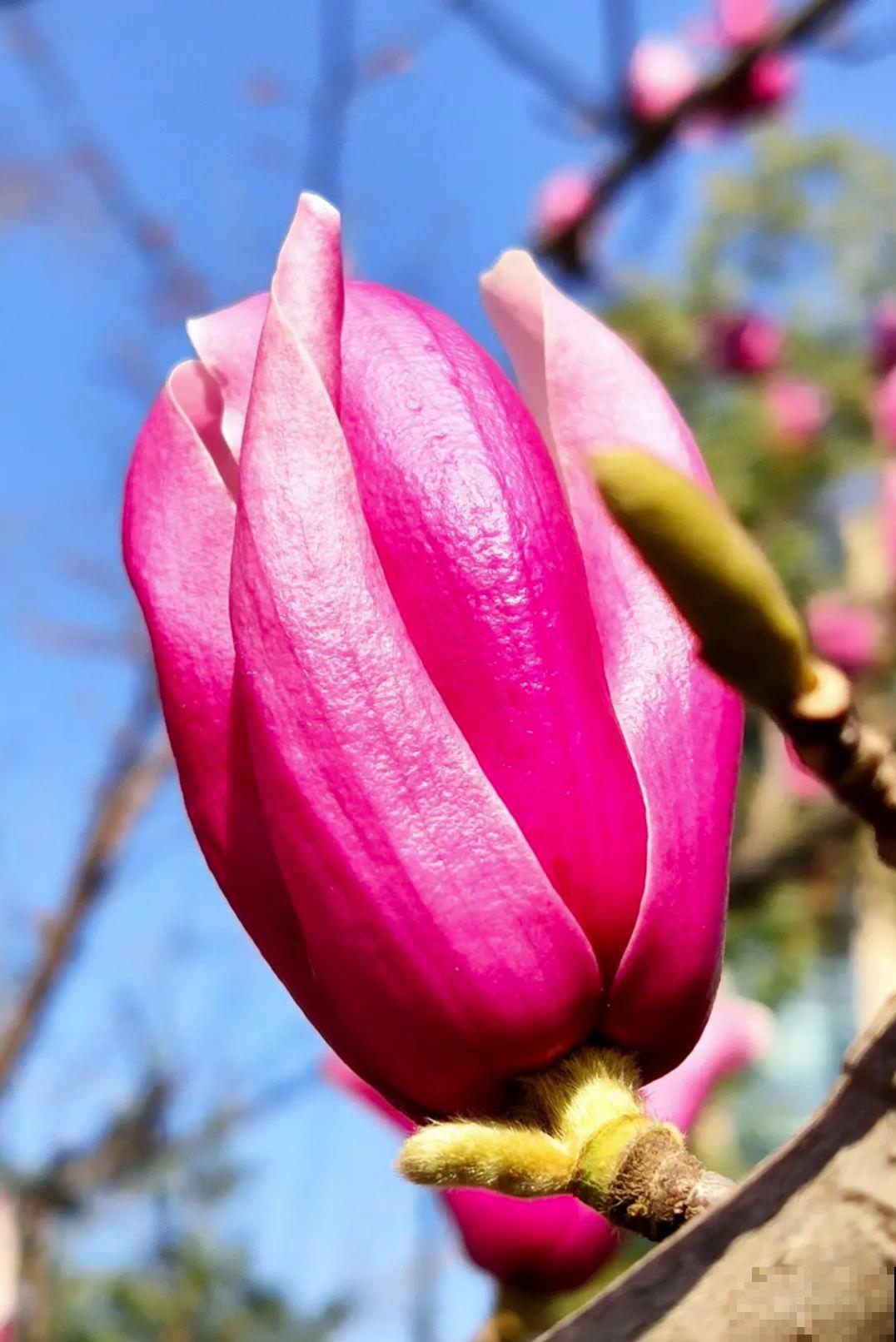 庭院必种的4种“吉祥树”,花开满树,瞬间打造小花园 庭院必种的4种“吉祥树”,花开满树,瞬间打造小花园