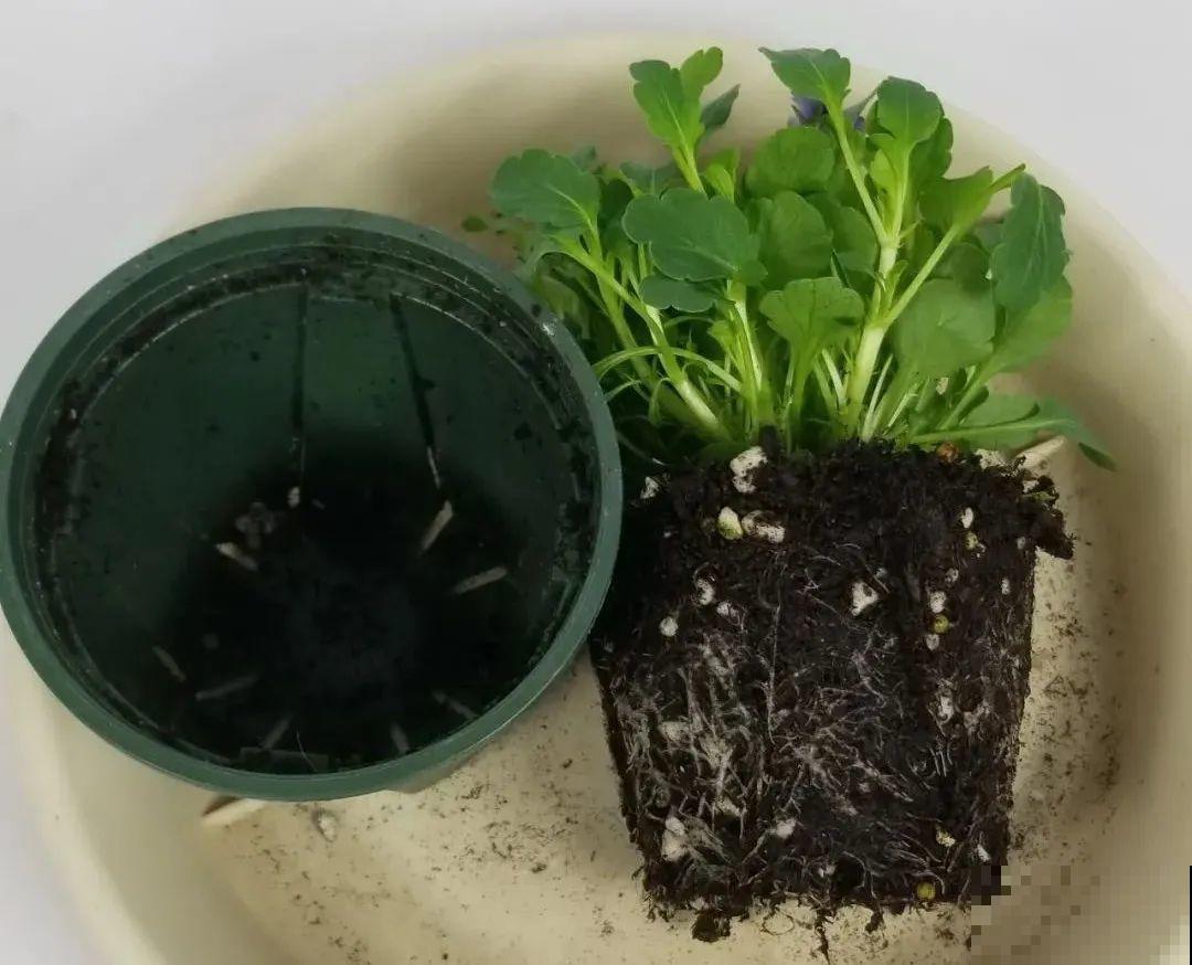 买茶花也要注意“坑”，注意5要点，叶子挺立有精神