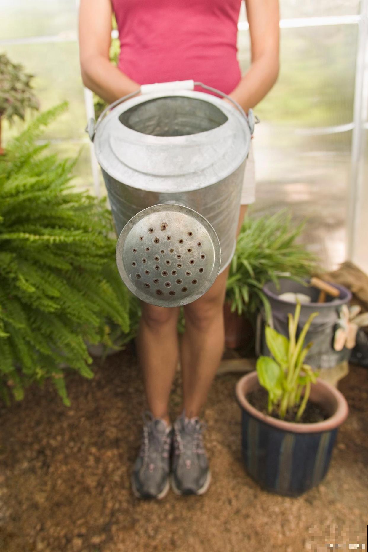 茉莉花夏天的养殖方法和注意事项