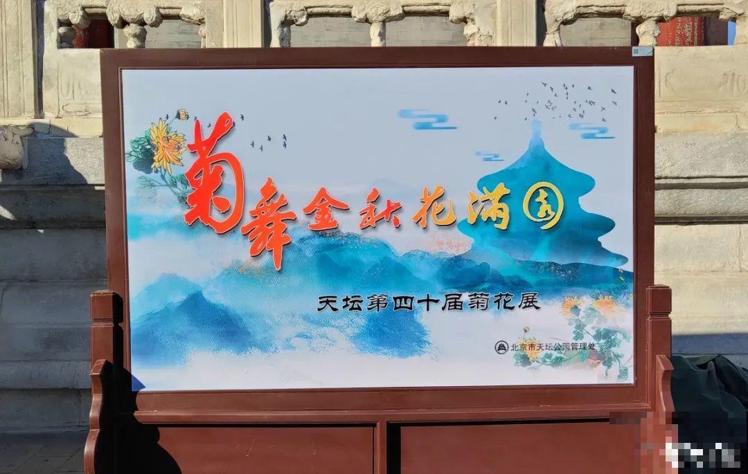 一盆菊花一万二，能开出七个颜色，真是少见