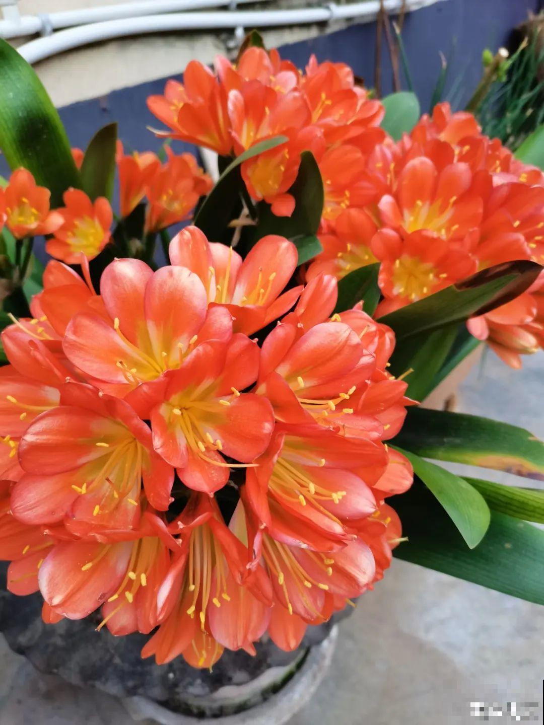 现在给花上秋肥，杆子粗、叶子密，不然冬天都冻死