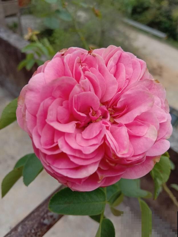 常见的“便宜花”，几块钱买回家，还能养成“棒棒糖”