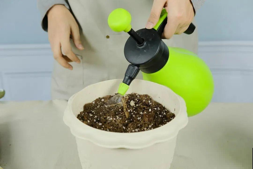 “大丽花门前种，财富到家不是梦”，种点大丽花，喜庆又富贵