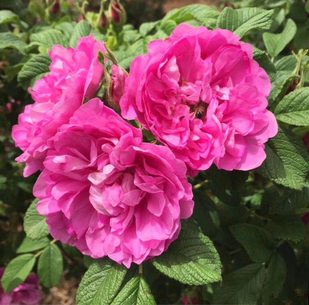 玫瑰、月季、蔷薇傻傻分不清，只要3个方法，一眼就认出来