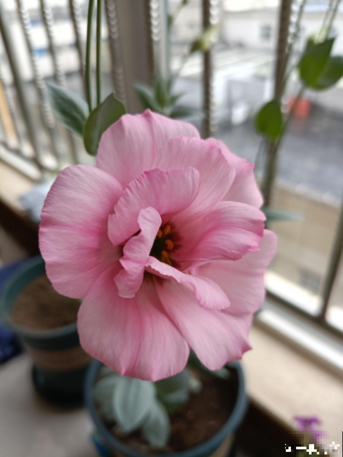 9种花,适合在阳台养,阳台全年开满花,小阳台变“花海” 9种花,适合在阳台养,阳台全年开满花,小阳台变“花海”