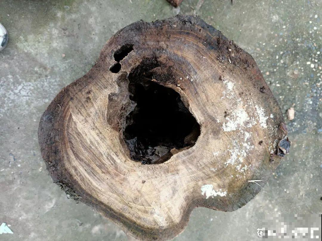 5种花盆,闷根又烂根,一养花就死掉 5种花盆,闷根又烂根,一养花就死掉