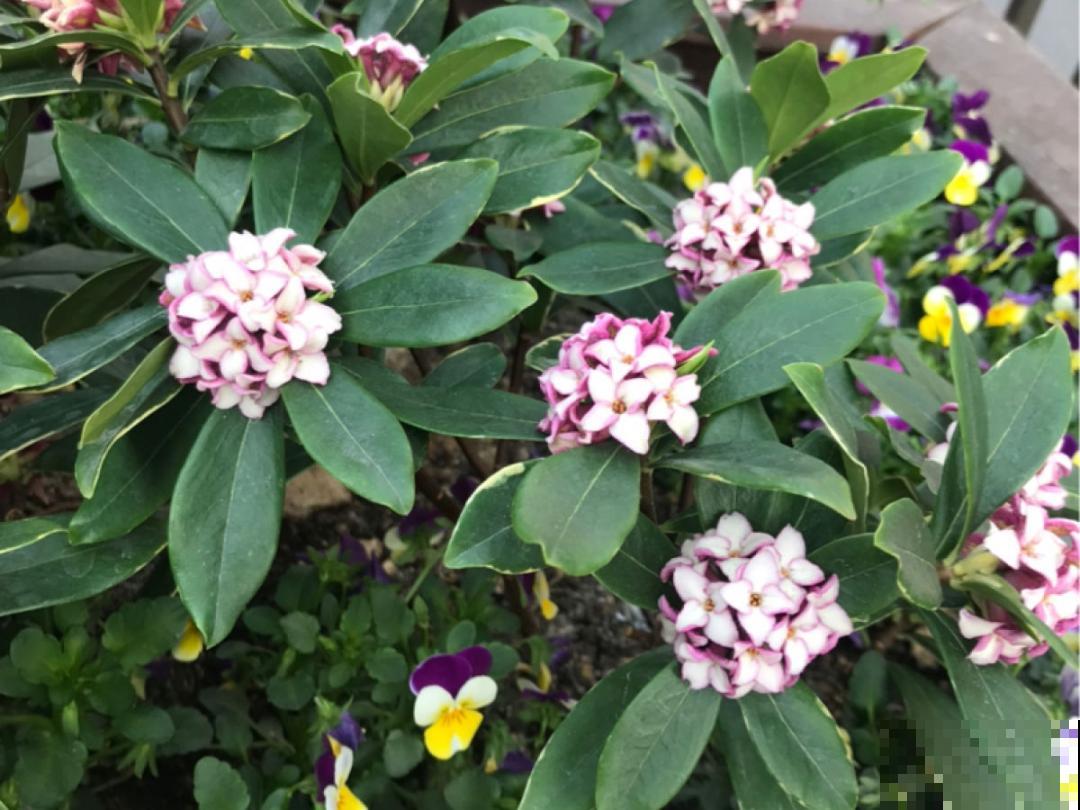 20种花，现在养正是开花好时候，再晚就过季了