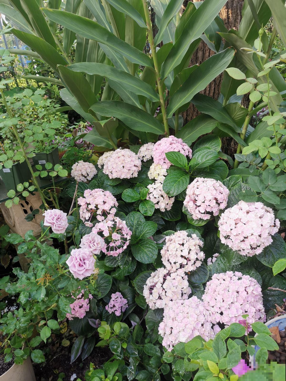 “10大不吉利”花排行榜，新手已经“退货”了，你家养过吗？