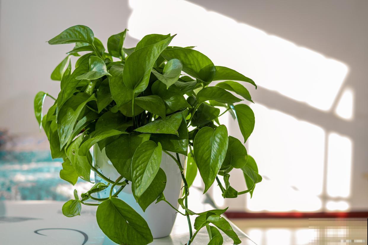 常见20种净化空气的室内植物