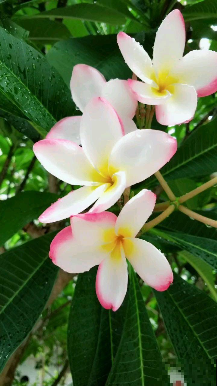 1种花，开起来像熟鸡蛋，忍不住想咬下去