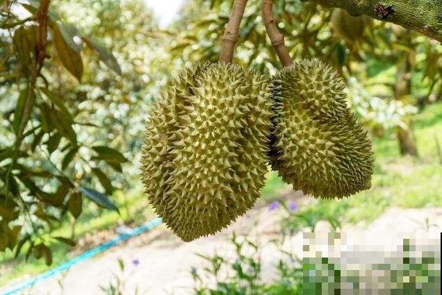每天都吃的4种植物，长在树上的样子，你一定没见过