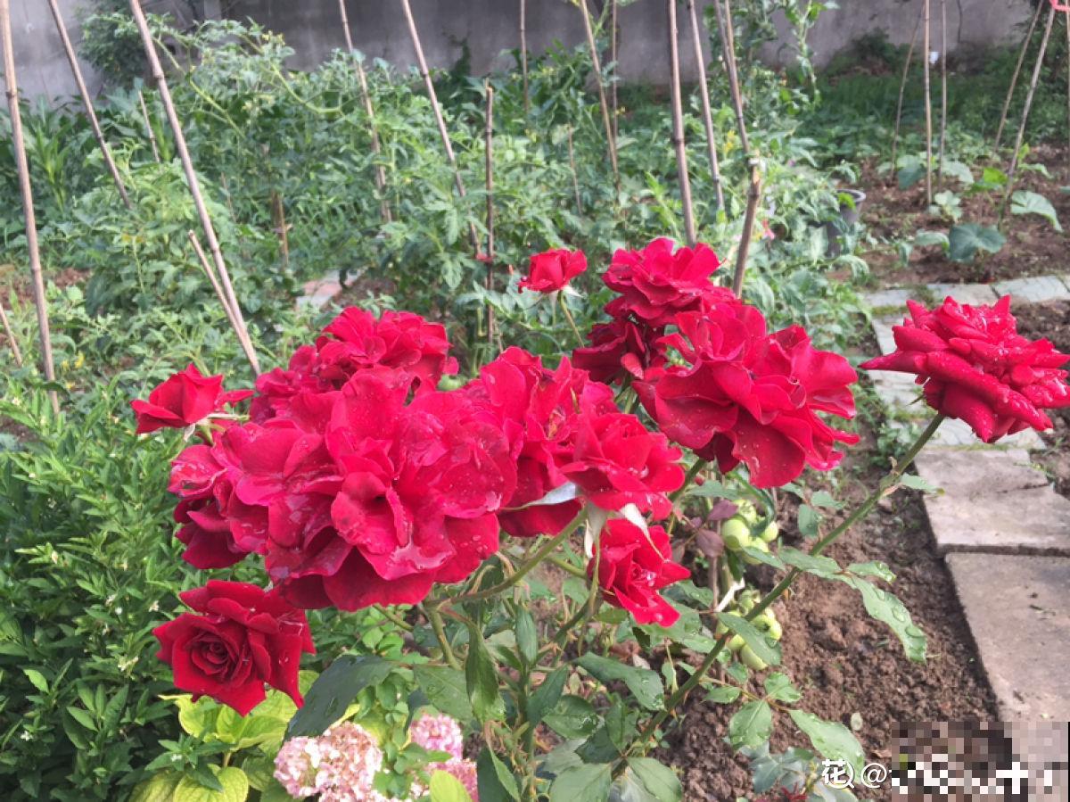 老小区都想装新电梯，我却迟迟不同意，太影响养花