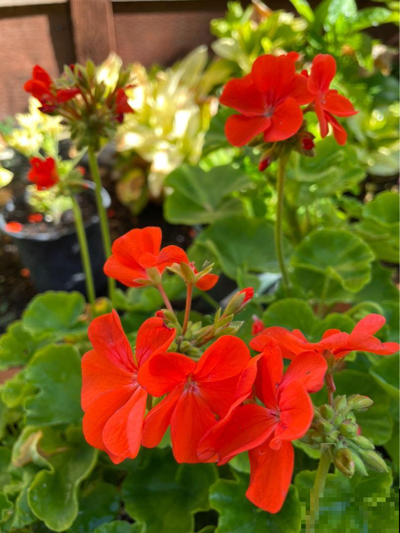 天竺葵是“开花机器”，一个动作不注意，刚长的花苞就掉一地！