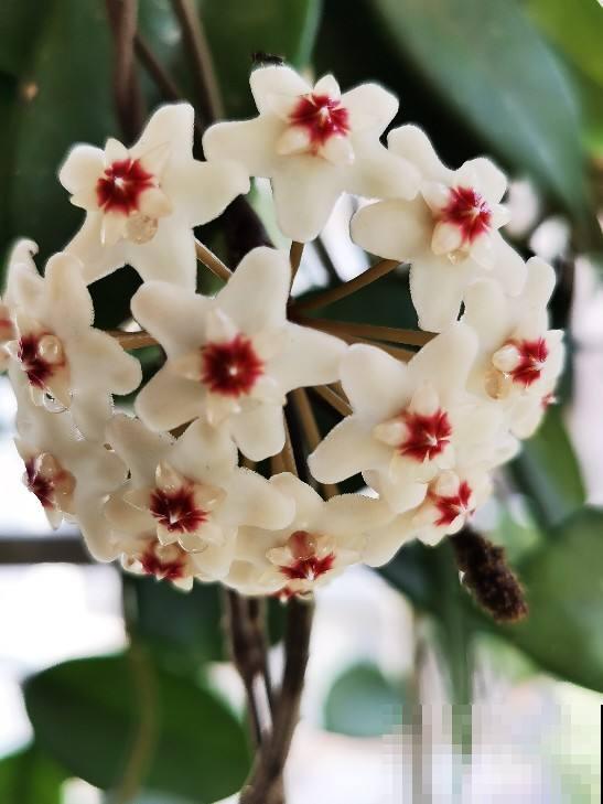 4种“仙女花”爱吃醋，半个月喂一勺，叶子油亮花苞呼呼冒