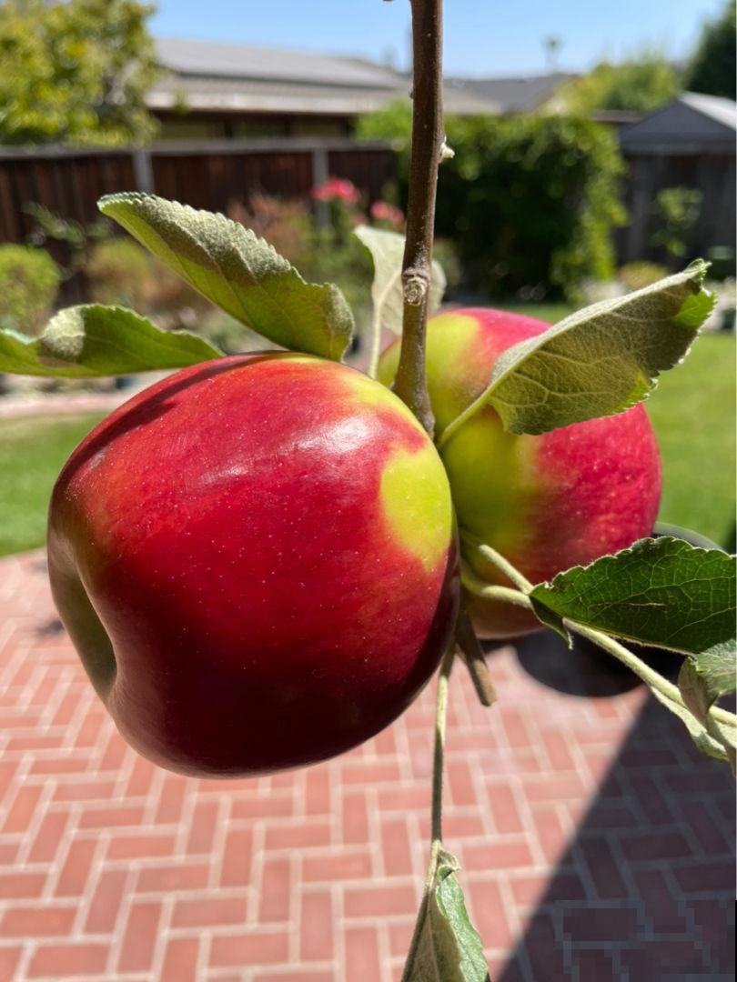 盆栽苹果怎么样？小孩吃的满手都是汁水，根本不够吃