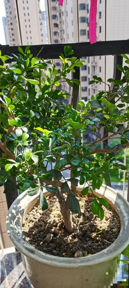 想要养好米兰,3个要点得学会,才能一茬一茬开花不停 想要养好米兰,3个要点得学会,才能一茬一茬开花不停