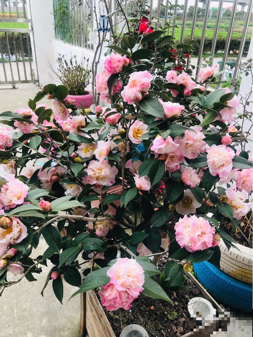 花卉中的“耐寒高手”，零下15度也能开花，东北地区也能养