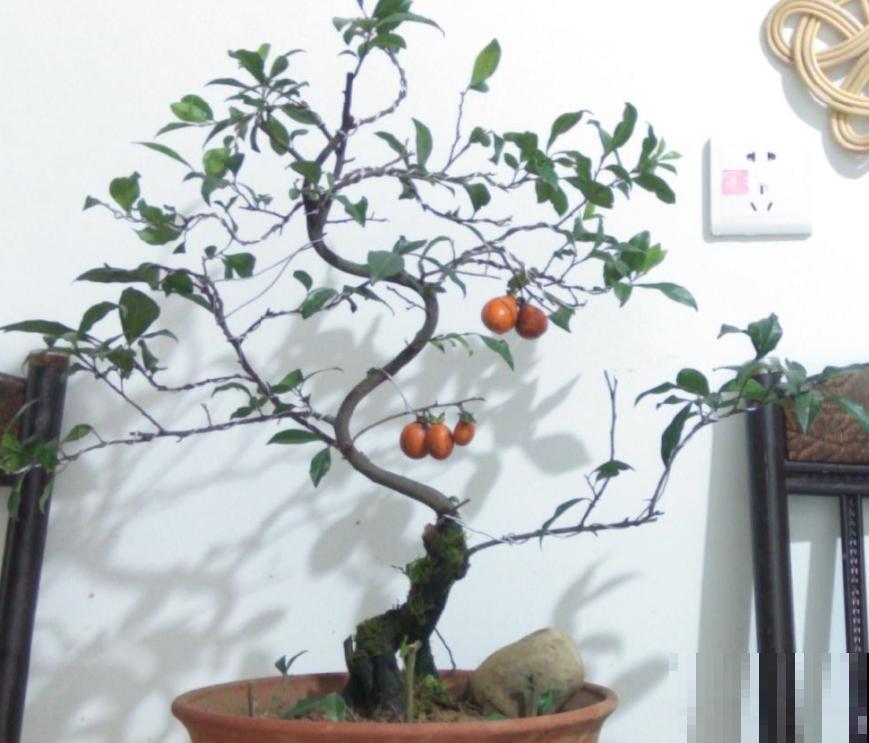 4种名里带"金"的花,招财纳福春节必备,个个都是好兆头 4种名里带"金"的花,招财纳福春节必备,个个都是好兆头