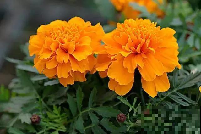 家里养的“长寿”植物，我们村都当传家宝养，养20年20万不卖