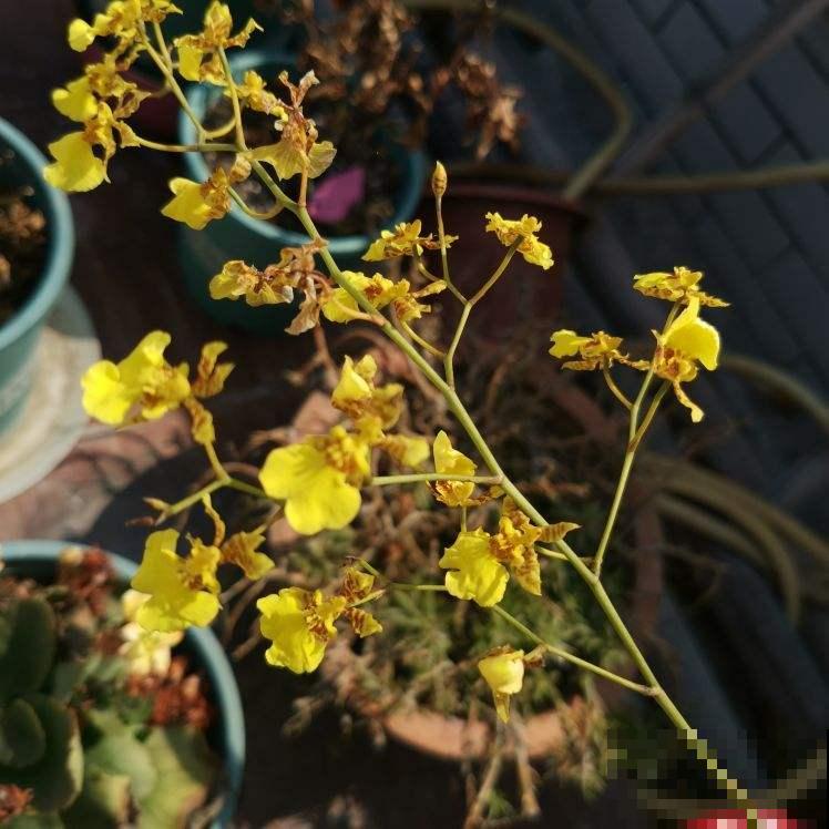 一种兰花开花像“跳舞”，养在家里特耐阴，还有转运好兆头