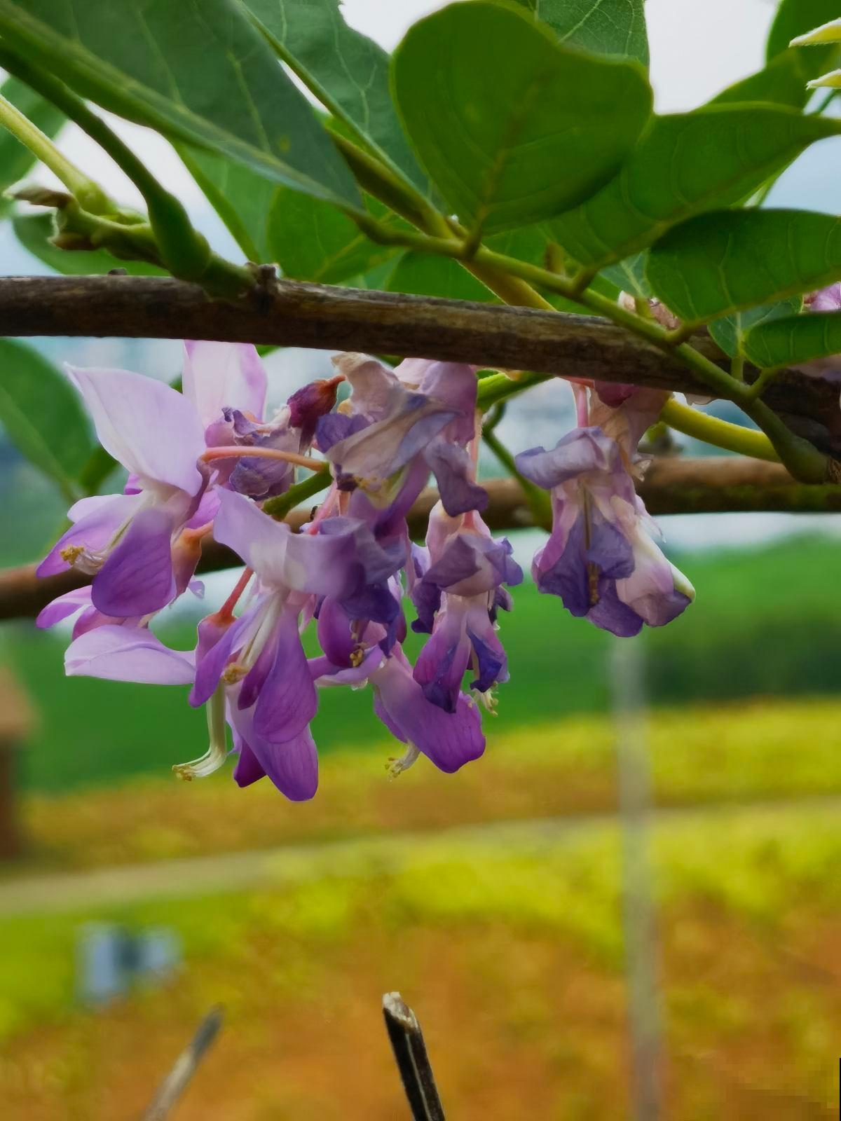 家里不缺钱的,可以种一棵传家宝“紫藤”,寓意家宅平安 家里不缺钱的,可以种一棵传家宝“紫藤”,寓意家宅平安