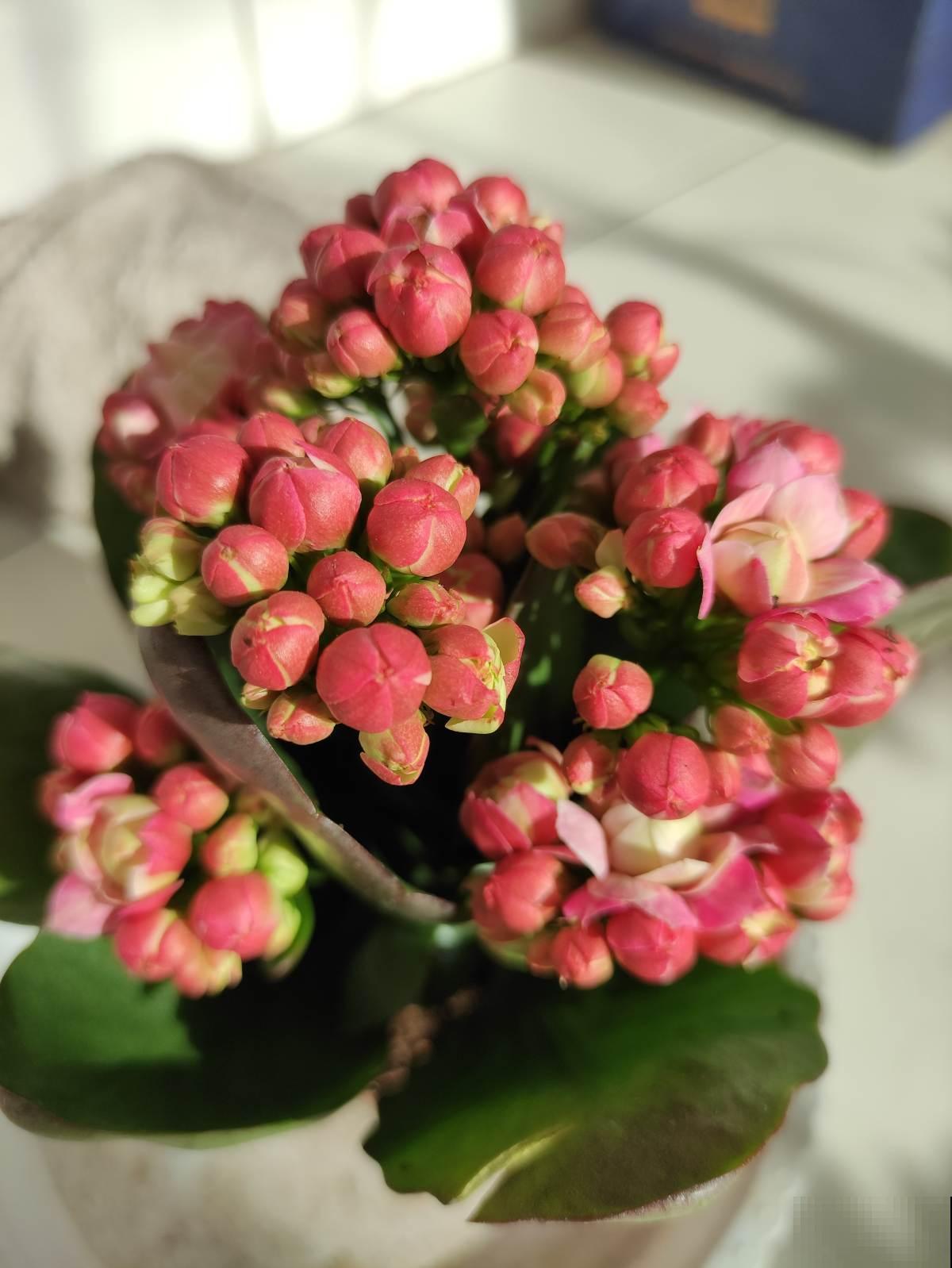 年末选年宵花,就选这6种,喜庆吉祥,日子蒸蒸日上 年末选年宵花,就选这6种,喜庆吉祥,日子蒸蒸日上