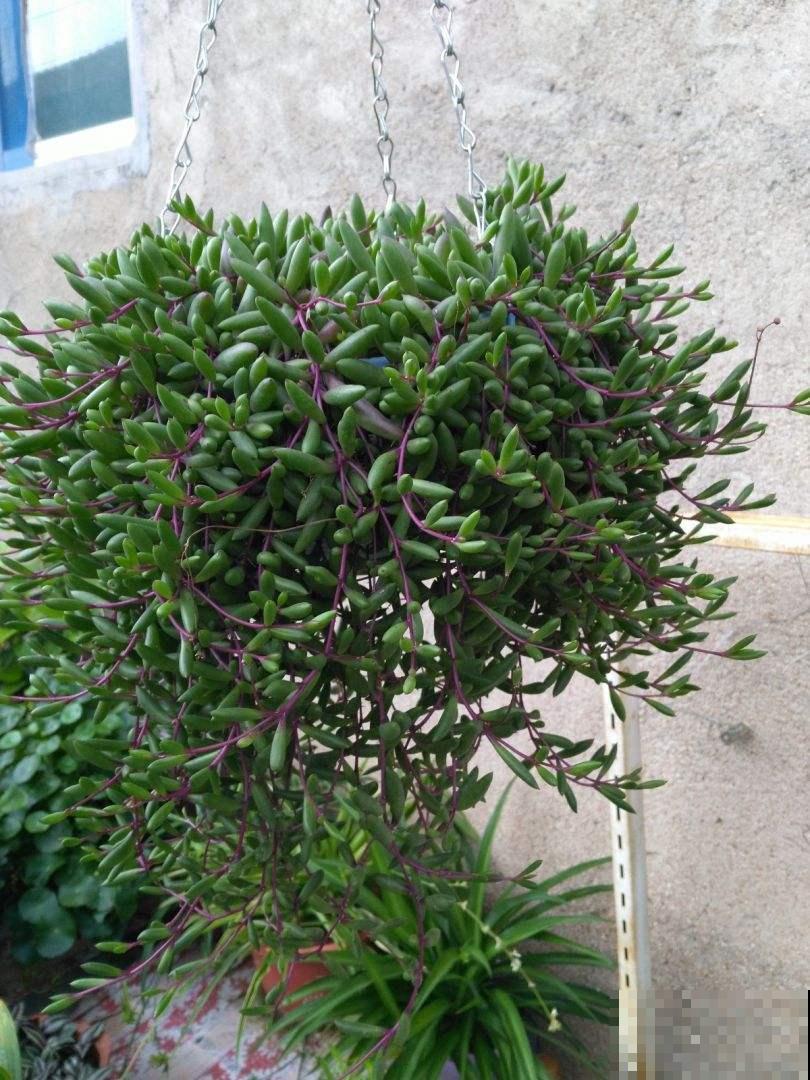 家里养4种垂吊花，挂起来养不占地儿，还能开出花瀑布