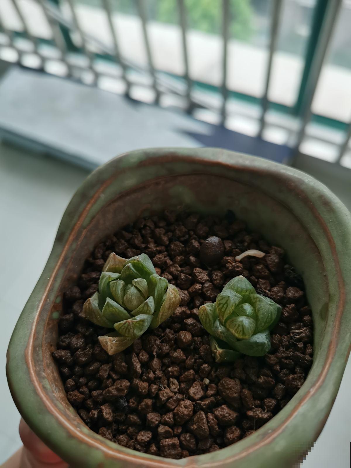 室内“多肉党”福音,6种多肉特耐阴,没光也能养爆盆 室内“多肉党”福音,6种多肉特耐阴,没光也能养爆盆