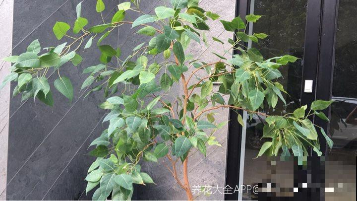 佛教的“五树六花”，养在家里很合适，有凝神静心效果