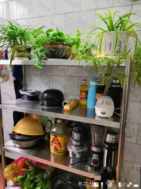 家里的4个地方,养花可不行,最后就剩个空盆 家里的4个地方,养花可不行,最后就剩个空盆