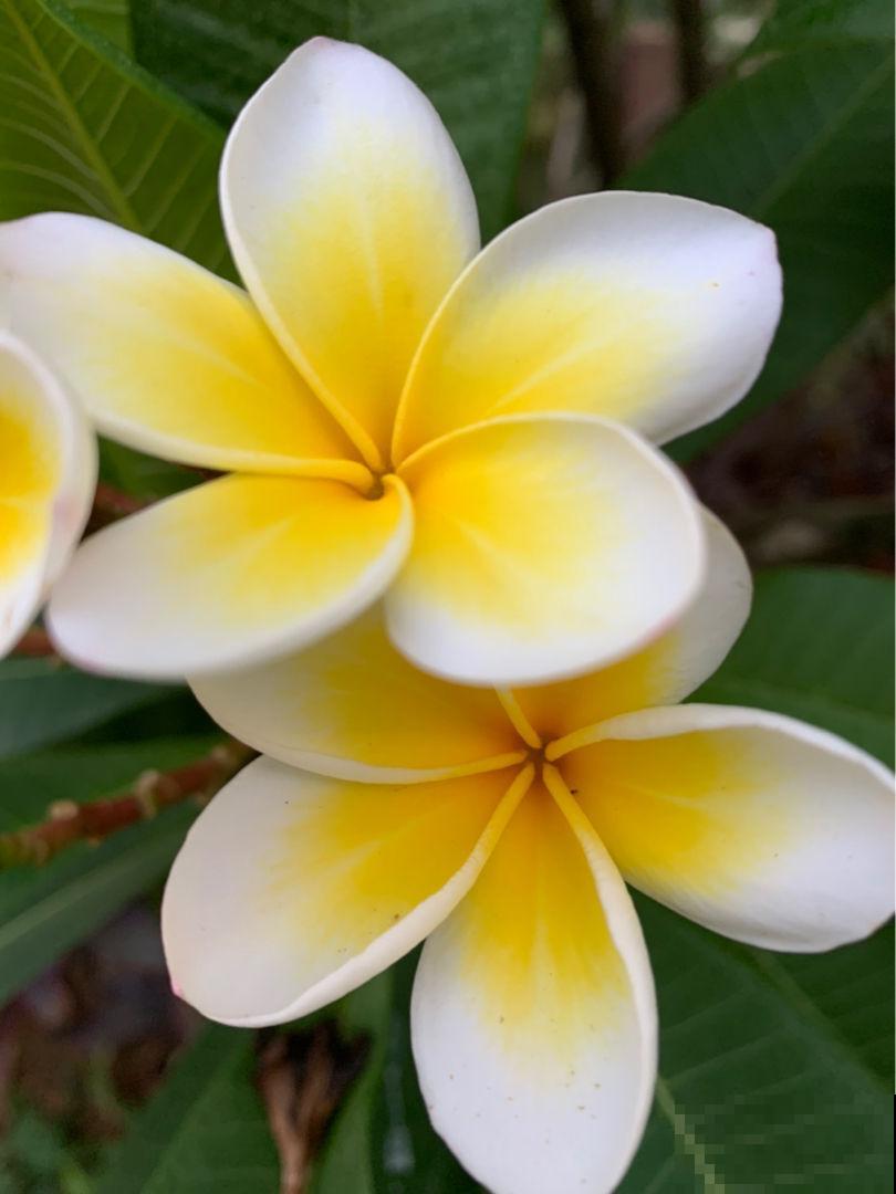 1种花，开起来像熟鸡蛋，忍不住想咬下去