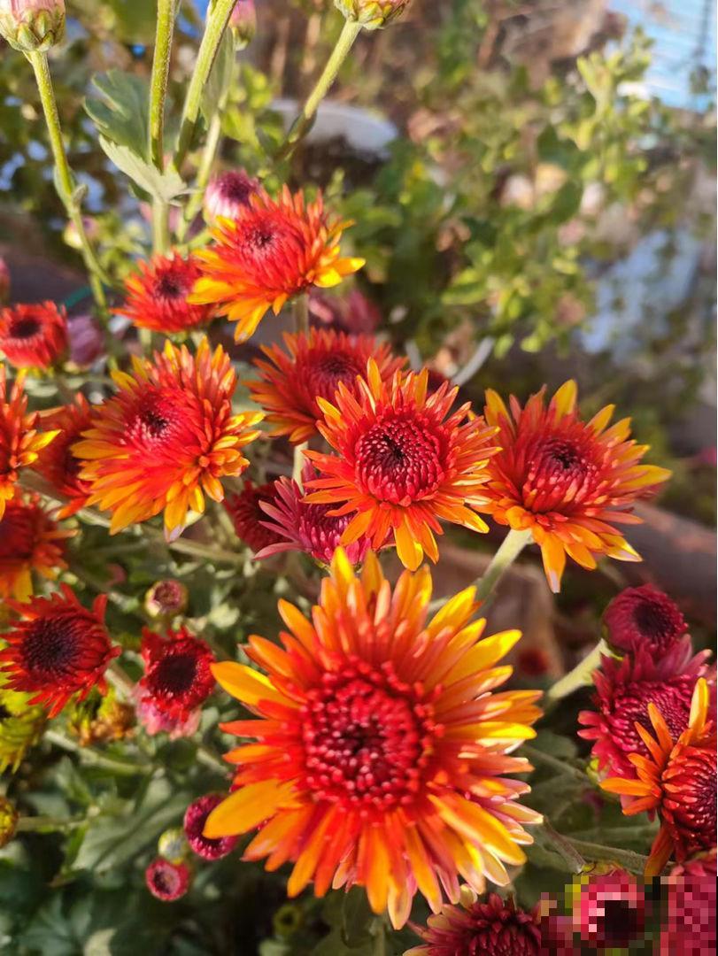 养花一直不开花，要是再不管，估计就成“柴火垛”