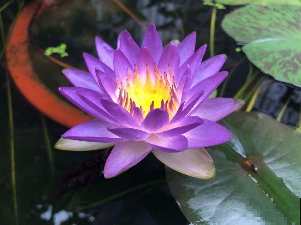 5种适合水培的植物，只需一盆水就能养，省心开花多