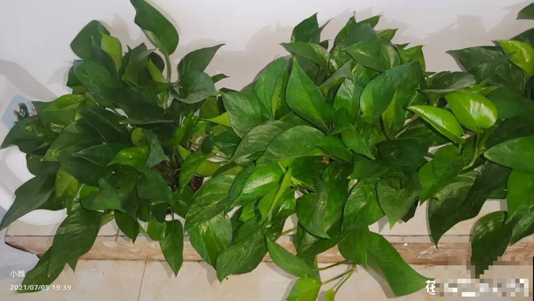 6种花好养活，超适合新手，养护看这篇就够了