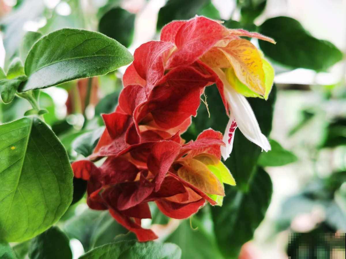 羡慕有个院子能养花？不仅身累还心累，真正经历了才知道一地鸡毛