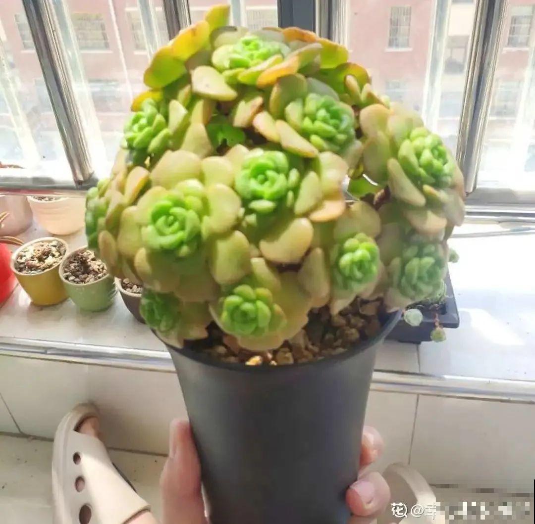 秋天在家养盆“香香花”，满屋子香味，还特耐寒