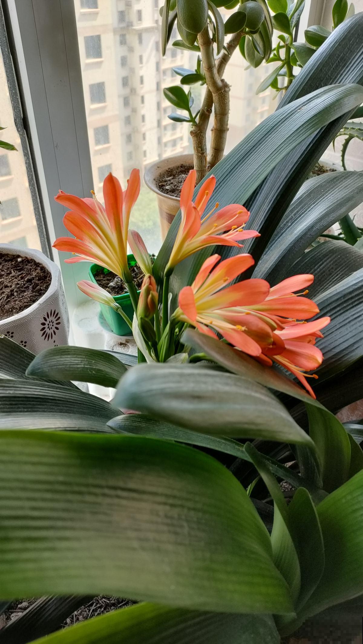 家中养花，就选这4种富贵花，能给家里“添财气”