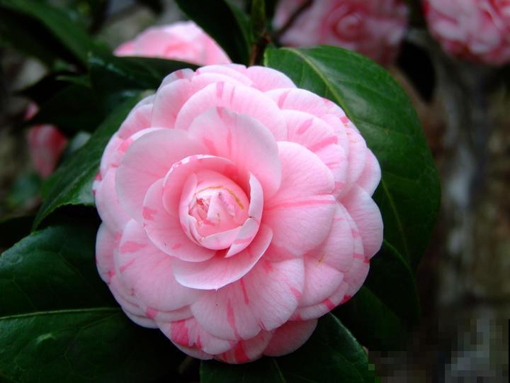 一株花引发婆媳危机，老公一句话，两人重归于好